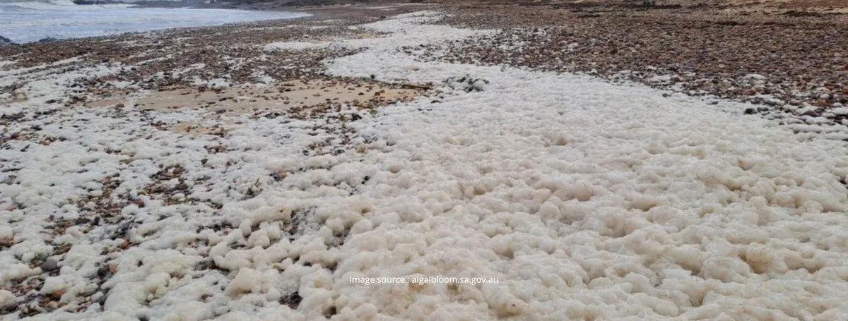 Everything you need to know about Algal Bloom